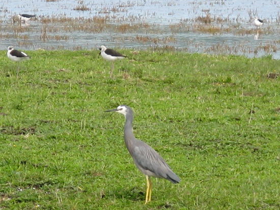 Ein "White-faced Herans" im "Shore Bird Centre" bei Mirinda