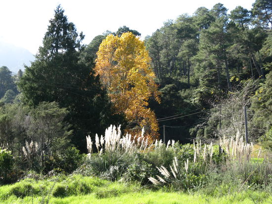 Der Herbst zieht in Neuseeland ein