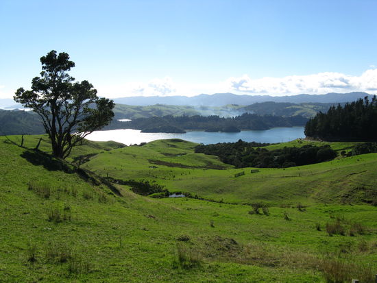 Auf der Strasse nach "Coromandel Town"