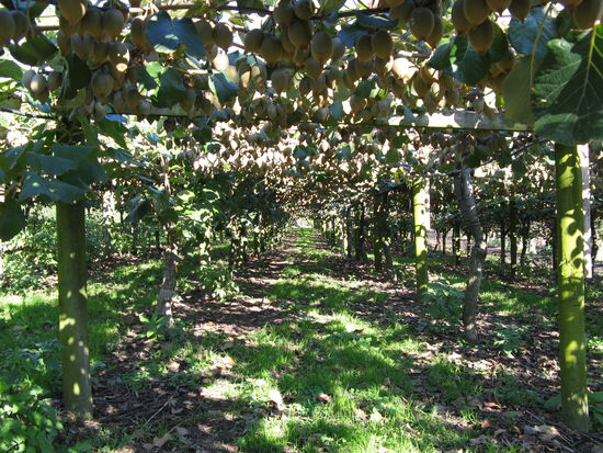 Blick in eine Kiwiplantage