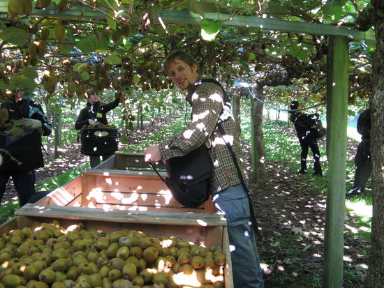 Hier werden die Kiwis in Kisten gefuellt.