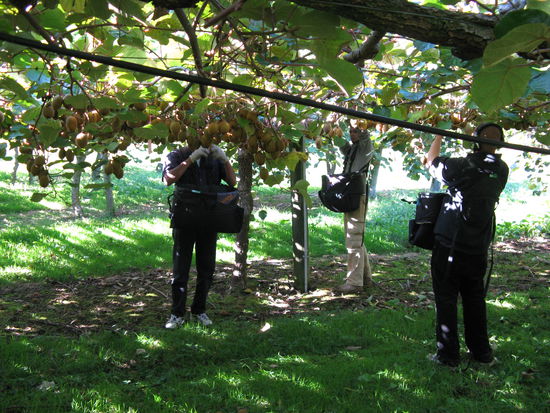 Kiwi-Picker bei der Arbeit.