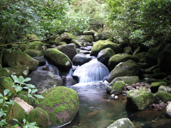 Auf dem Wanderweg zum "Wairere Fall"