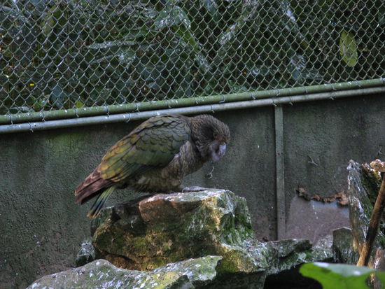 Ein "Kea" im "Kiwi-House"