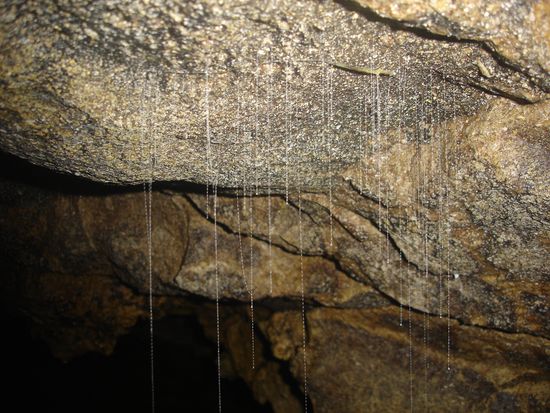 Die spinnennetzartigen Faeden der Gluehwuermchen.