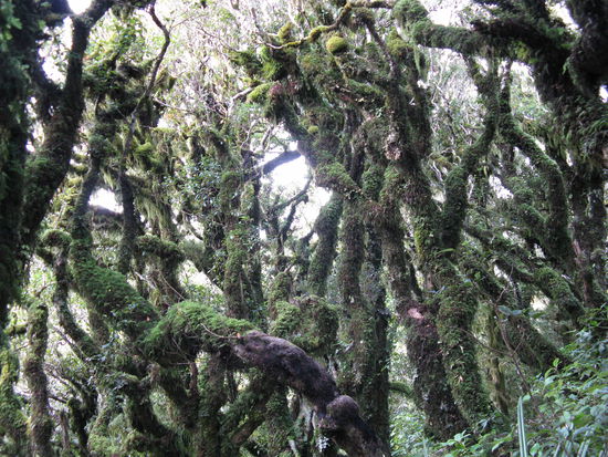 Moosbewachsene Baeume zu Beginn der Wanderung.