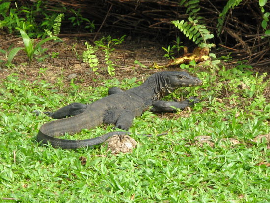 Echse im Botanic Garden