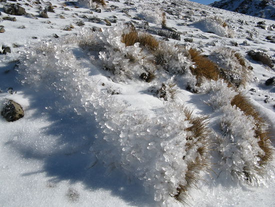 Mit Eis ueberzogene Pflanzen.