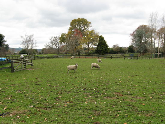 Blick auf die Schafsweide.