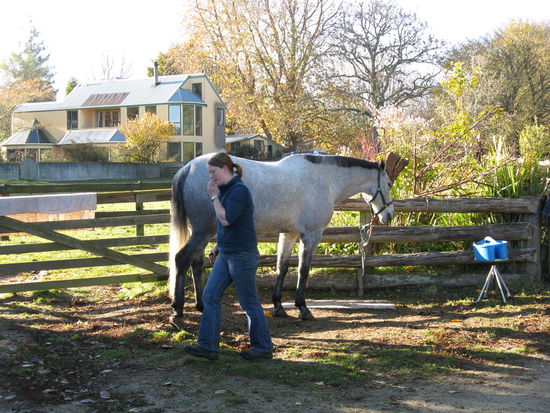 Mareike bei der taeglichen Pferdepflege.