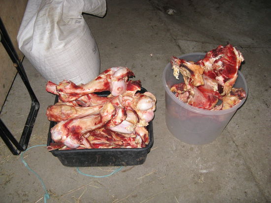 Man schlachtet selbst. Ueberreiste zweier Schafe, die ich gleich am ersten Tag in der Schaeune entdeckte.