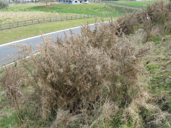 .... und ein wunderbarer Dornenbusch der aus seine Abholzung wartet.