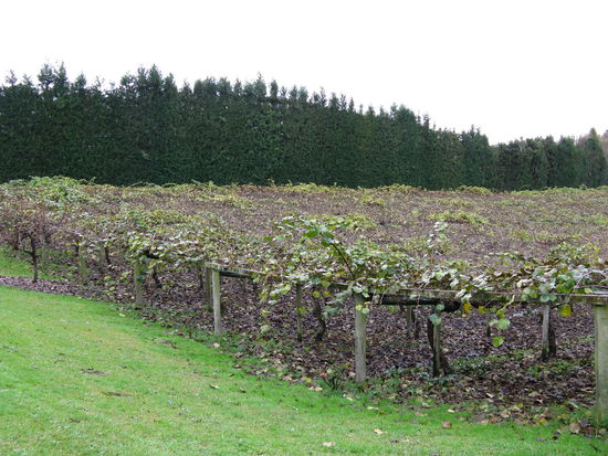 Eine Kiwiplantag nach der Ernte und vor dem Pruning.