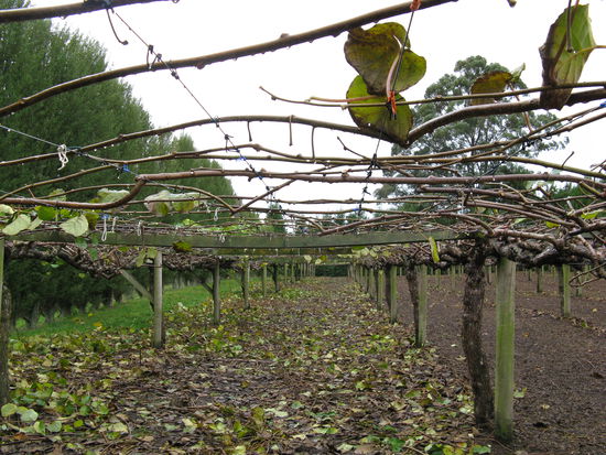 Die Kiwipflanzen sind zugeschnitten und gebunden.