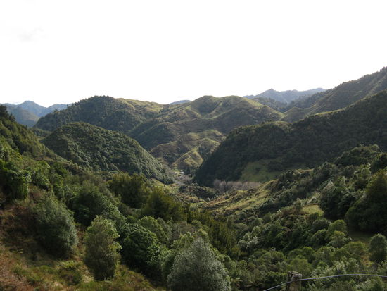 Mit Farnen bewachsene Berge auf der "Waireka Gorge".