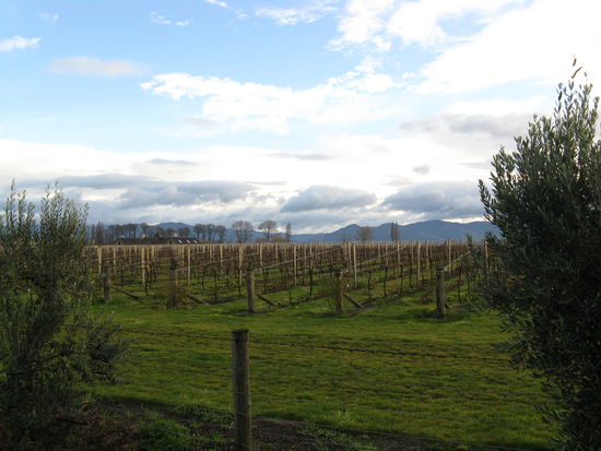 Weinbau rund um "Blenheim".