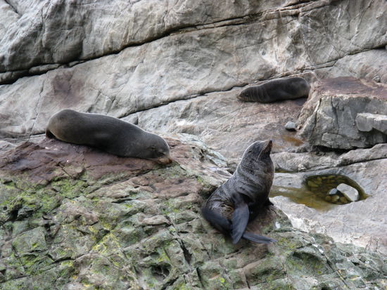Eine Kolonie mit Seehunden kurz vor "Kaikoura".