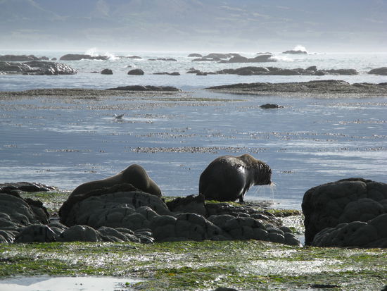 Robben am "Kean Point".