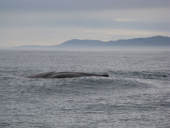 Der Ruecken eines etwa 15 m langen Pottwals.
