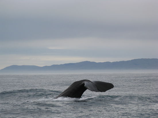 Der Pottwal taucht hinab in die Tiefen des Pazifiks.