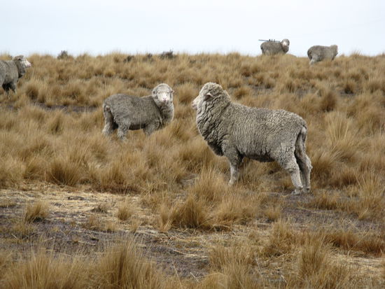 Schafe auf dem Weg zum "Lake Alexandrina".