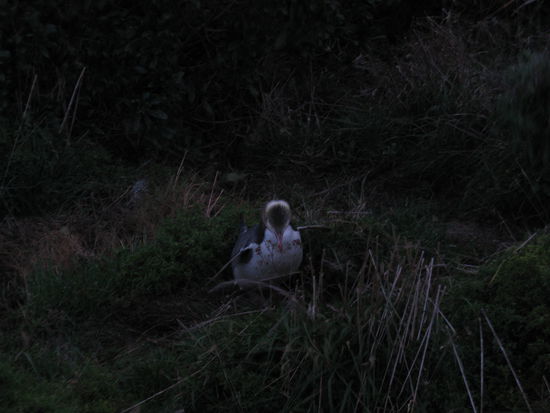 Die seltenen "Gelbaugenpinguine" am "Bushy Beach".