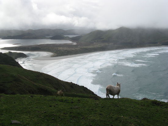 ... und ein Schaf bewundert den Ausblick bei "The Chasm".