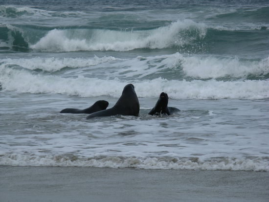Seeloewen am "Sandfly Beach" geniessen das kuehle Nass...