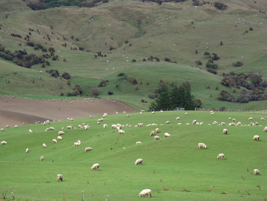 Typisches Landschaftsbild in den "Catlins".