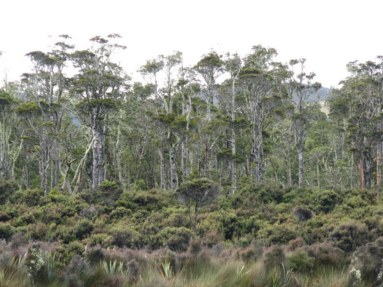 Zur Abwechslung fuehrt die Strasse auch an ueppigen Waeldern vorbei.