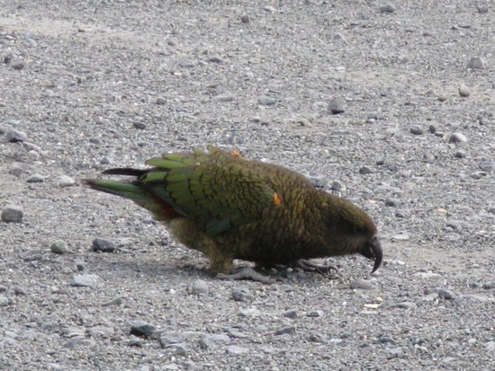Ein "Kea" am "Homer Tunnel" auf Futtersuche.