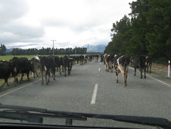 Auch das ist Neuseeland. Kuehe spazieren gemuetlich auf der Strasse.