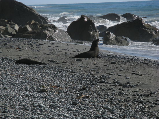 Auch den Robben gefaellt es am "Galway Beach".