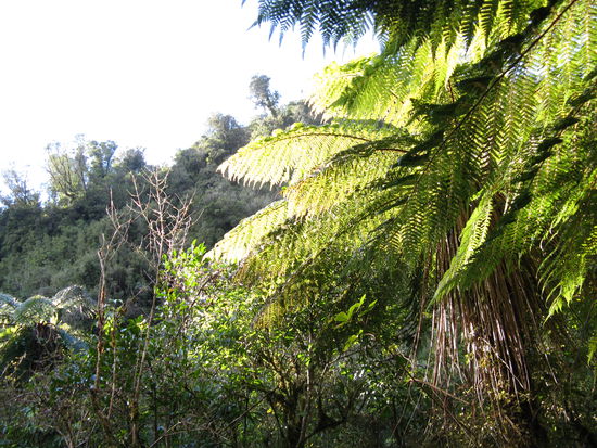 Bezaubernde Regenwaelder auf dem "Callery-Waiho-Track" und...