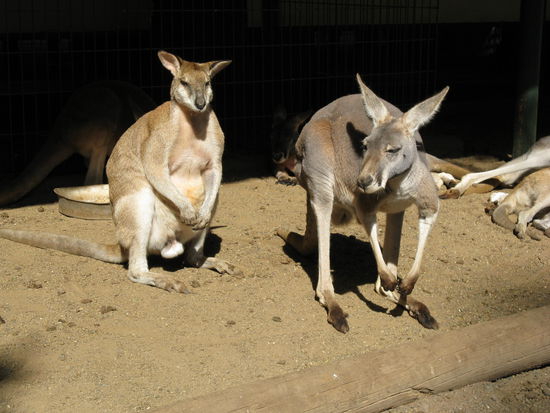 Kanguruhs gab es jede Menge im Wildlife Park