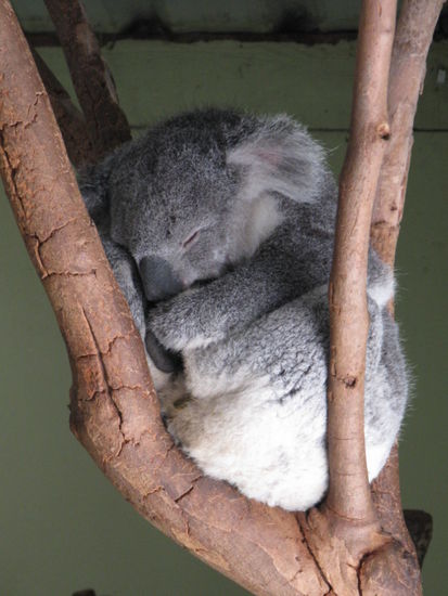Ein Koala bei seiner Lieblingsbeschaeftigung