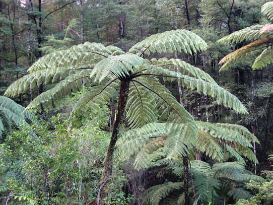 Farne unterschiedlichster Art auf dem Weg durch den Regenwald.