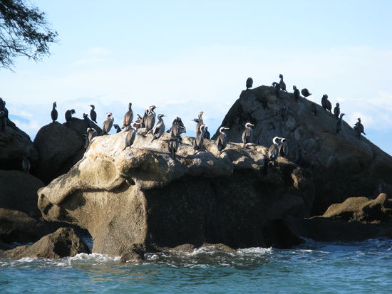 Auch viele Seevoegel, Robben und teilweise Delphine sind im Nationalpark anzutreffen.