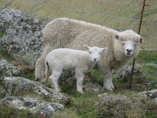 Viele neugeborene Laemmer auf der Rundwanderung.