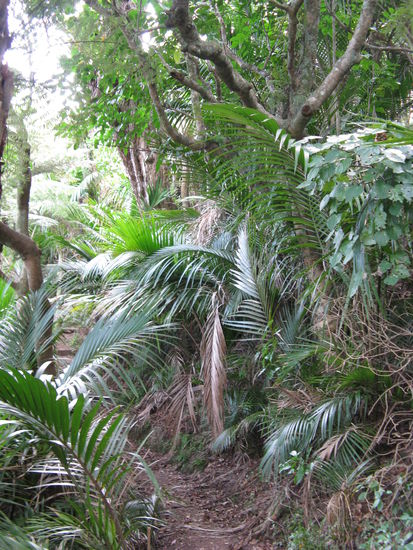 Im Whakanewha Regional Park auf Waiheke Island