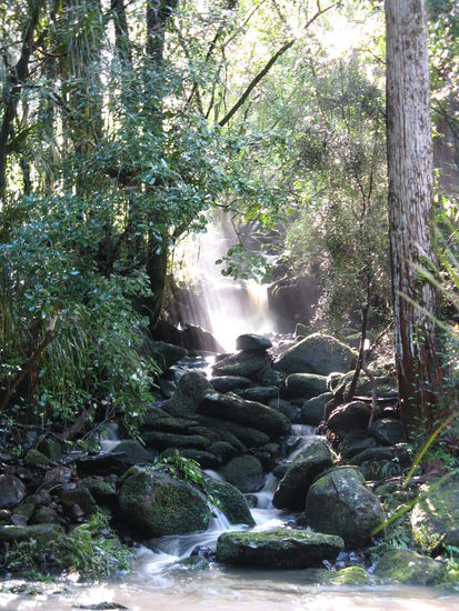 Im A.H. Reed Kauri Park in der Umgebung von Whangarei