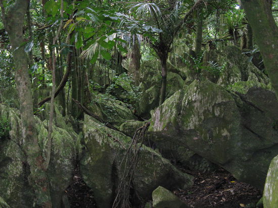Eindruecke aus einer anderen Welt. Felsformation in der naehe der Abbey Caves in Whangarei