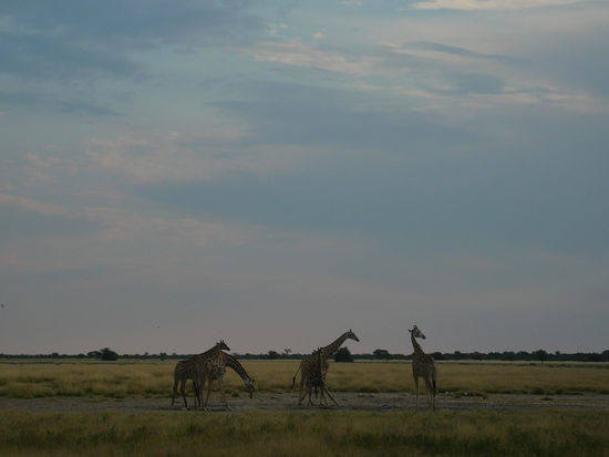 Giraffen am Wasserloch- aus ca 150 m Entfernung