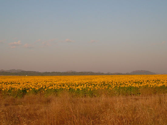 Sonnenblumen so weit das Auge reicht