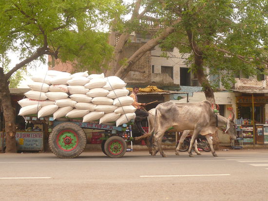 Die heilige Kuh muss auch mal ran
