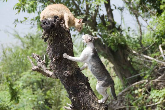 Wir hatten bissige Raubtiere in unserem Guesthouse. Mein lieber Kater, die haben sich gefetzt. Da wollten wir nicht Schiedsrichter spielen!