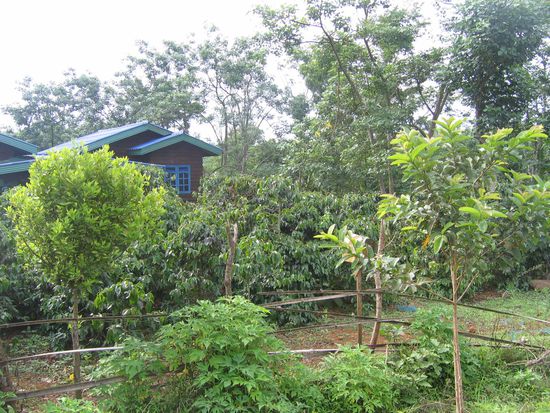 Kaffeeanbau (in der Mitte Kaffeepflanze) auf dem Bolaven-Plateau.