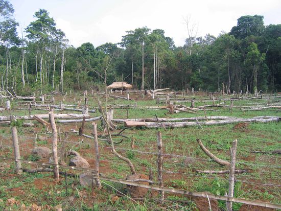 Gerodete Waldfläche für die spätere Ackernutzung.
