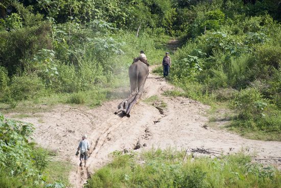 Arbeitselefant im Einsatz.