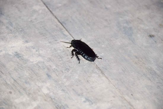 Wilde Haustiere hatten wir auch.